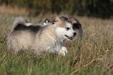 ALASKAN MALAMUTE 467